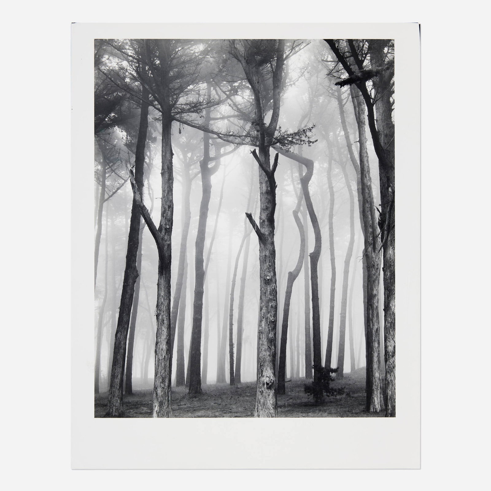 Don Worth, Trees and Fog, San Francisco (1 of 2)