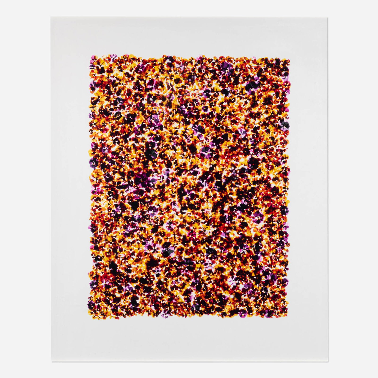 Adam Fuss, Untitled (1 of 4)