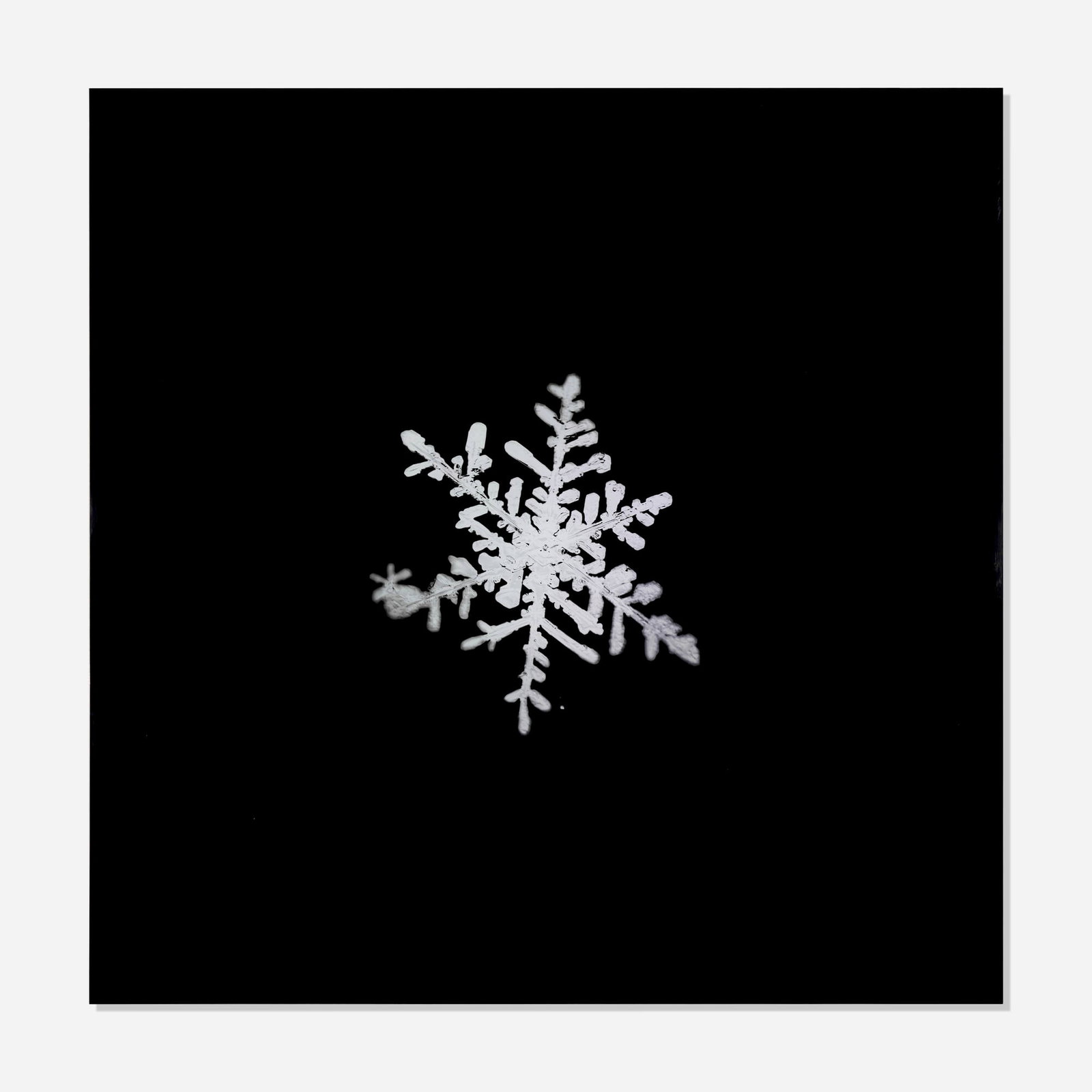 Doug and Mike Starn, Sno3_018 (from the alleverythingthatisyou series): Doug and Mike Starn Sno3_018 (from the alleverythingthatisyou series) 2000-06 digital C-print on Fujiflex and Enduclear mounted to Plexiglas and aluminum 28 h x 28 w in (71 x 71 cm) Signed, dated,