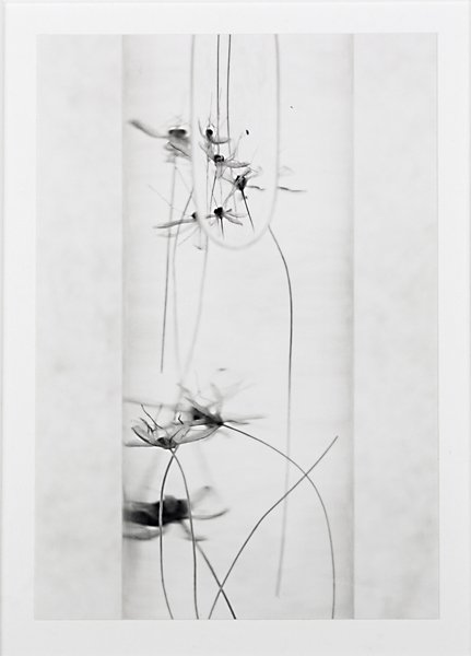 Camille Solyagua (American, b. 1959): Botanical Works #15, 1995; Gelatin silver print (framed); Signed, dated, titled and numbered 1/45; 9 3/8" x 6 3/8" (image); Provenance: Private Collection