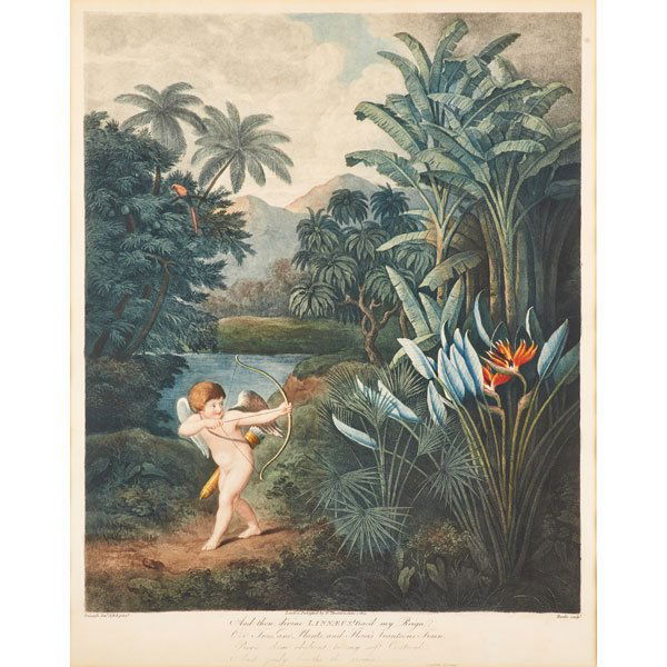 DR. ROBERT JOHN THORNTON (British, 1768-1837): Mezzotint in colors; "And Thou, Divine Linnaeus!," 1803 (framed); 19" x 14 1/2" (sight)