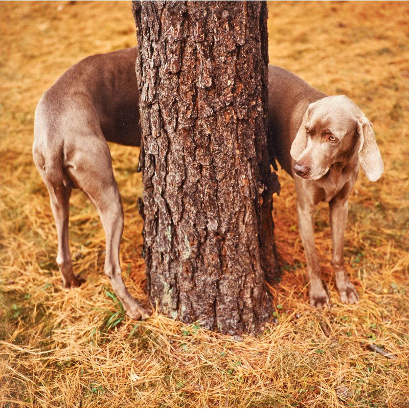 William Wegman (American, b. 1943): Pine Bender, 1997; C-print; Signed, dated, titled and numbered 30/50; 14" x 11"; Provenance: Private Collection, New York