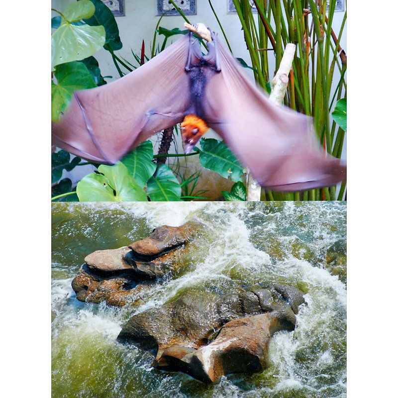 Gabriel Orozco (Mexican, b. 1962): Batwaves, 2012; C-print (framed); Signed, dated, titled and numbered 43/80; 8" x 6" (sheet); Provenance: Private Collection, New York