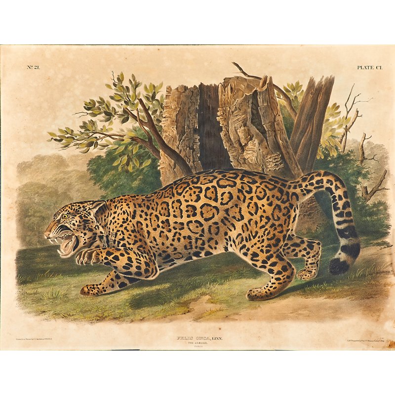 AFTER JOHN JAMES AUDUBON (American, 1785-1851): Two lithographs in colors: "Felis Onca, Linn. (The Jaguar)," 1846; "Cervus Richardsonni, Aud & Bach. (Combulian Black-tailed Deer)," 1847; Plates 101 & 106 from Quadrupeds of North America; Printed an