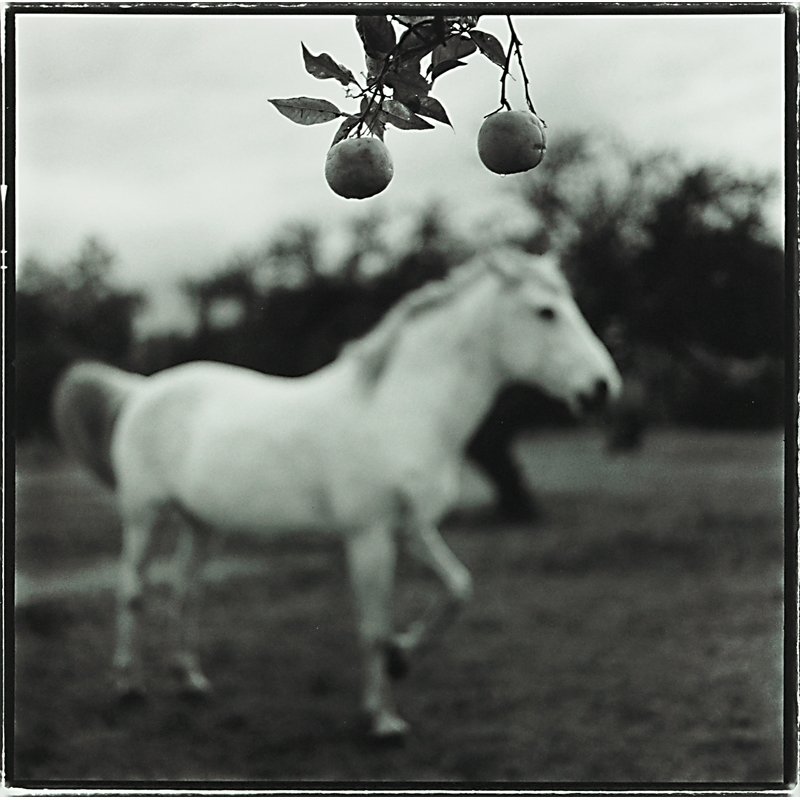 Keith Carter (American, b. 1948): Orange Tree, 1995; Toned gelatin silver print; Signed, dated, titled and numbered 28/50; 19 7/8" x 16" (sheet); Provenance: Private Collection, New York