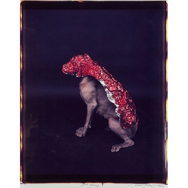 William Wegman (American, b. 1943): Red Frieze, 1987; Unique color Polaroid (framed); Signed, dated and titled; 27 1/4" x 21 1/4" (sight); Provenance: Private Collection, Florida