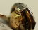 GEORGIAN MASQUERADE JEWELED AND ENAMELED GOLD RING - 6