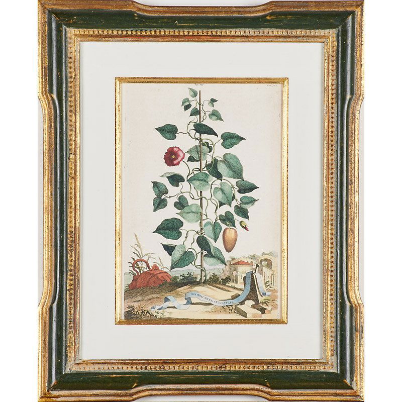20TH C. BOTANICAL PRINT (1 of 1)