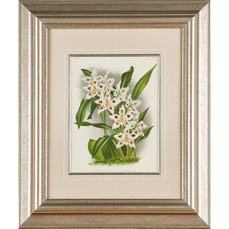 19TH-20TH C. BOTANICAL PRINT (1 of 1)