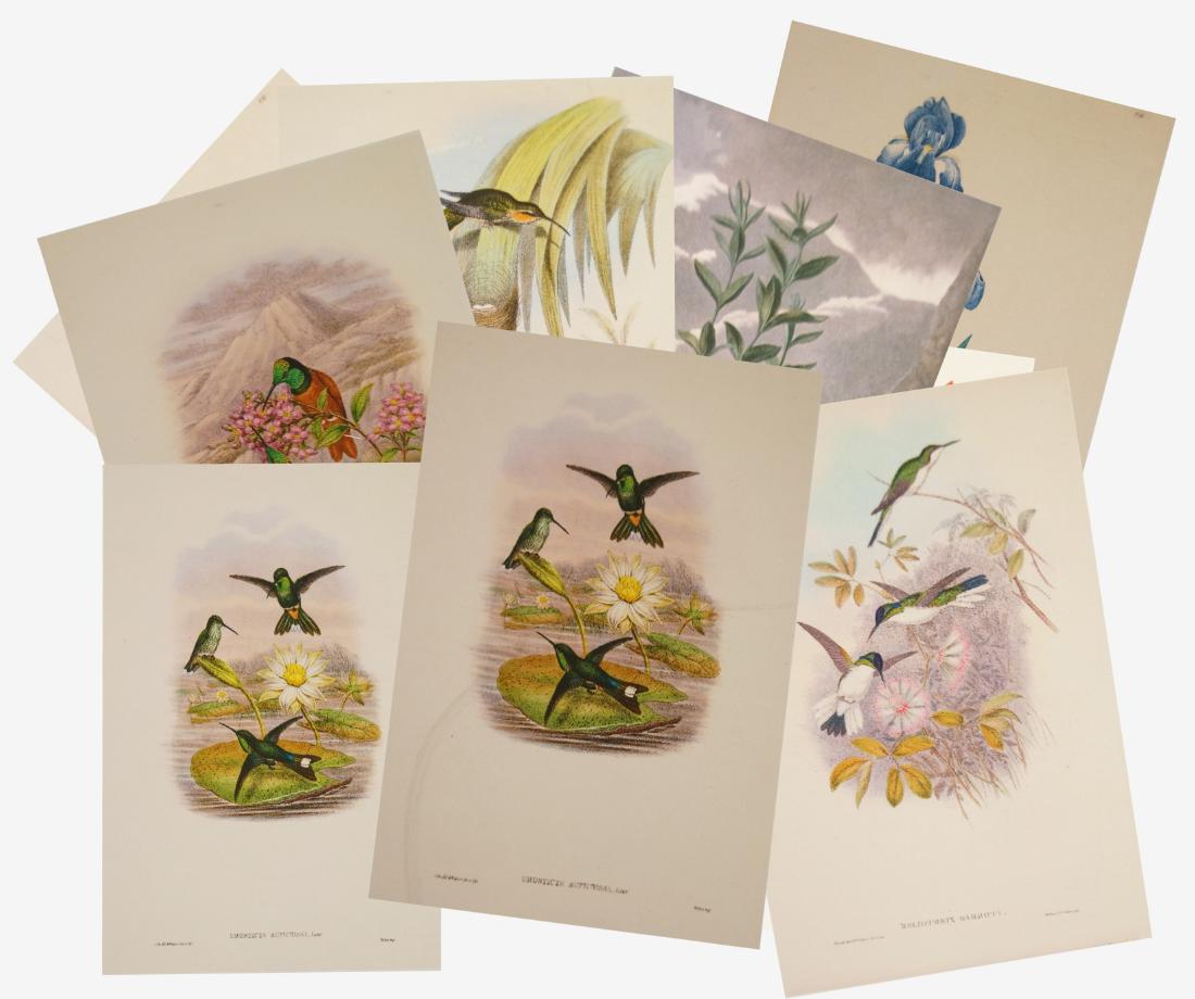 LOT (9) PRINTS INCLUDING HUMMINGBIRDS AFTER JOHN GOULD (1 of 1)