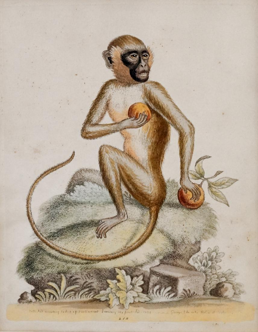 GEORGE EDWARDS (BRITISH 1694-1773), HAND COLORED (1 of 1)