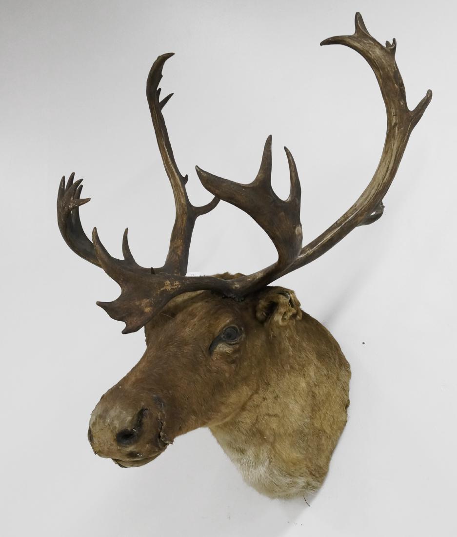 CARIBOU TAXIDERMY MOUNT. HEIGHT 43" (IMPERFECTIONS) (1 of 2)