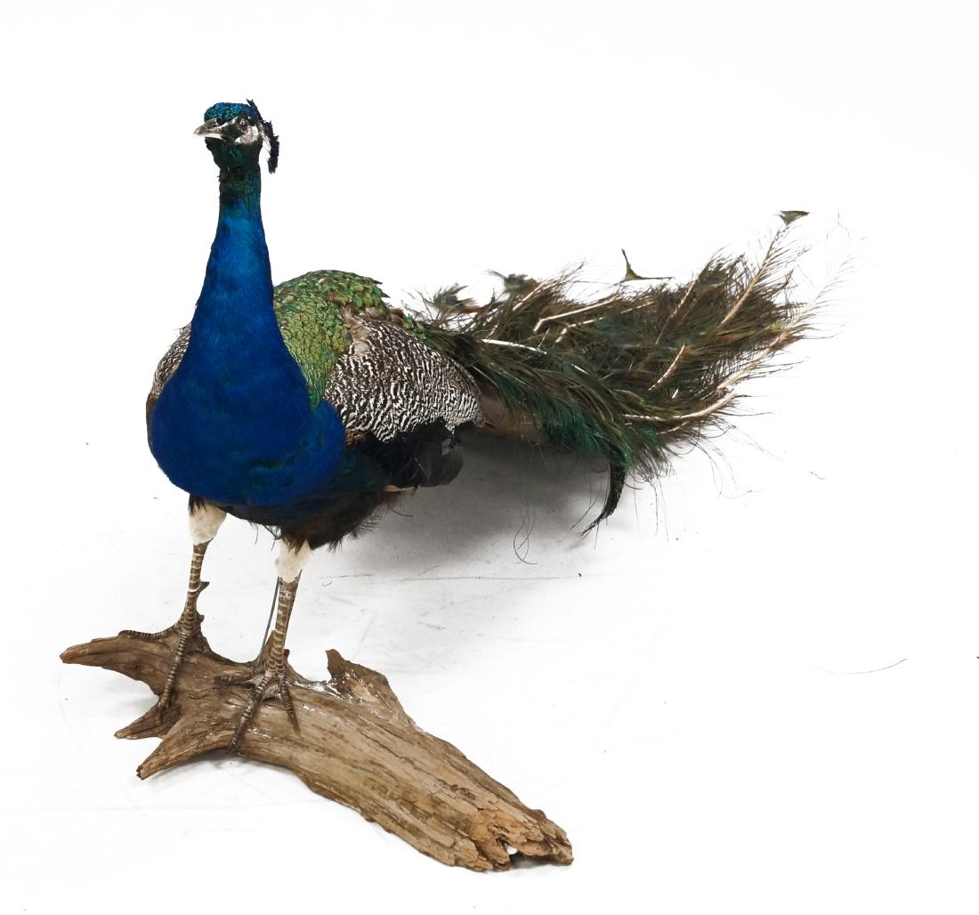 PEACOCK TAXIDERMY MOUNT. HEIGHT 27"; LENGTH 62" (1 of 2)