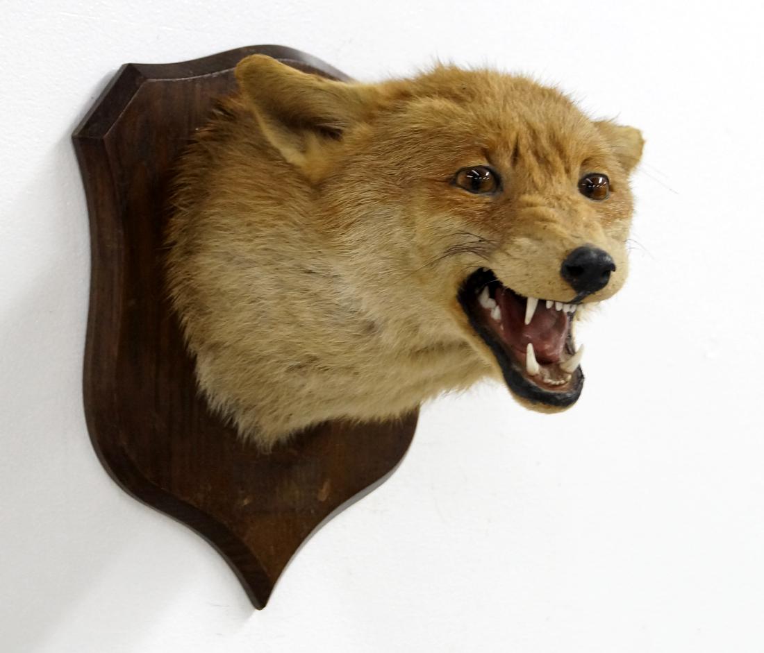 RED FOX TAXIDERMY MOUNT, BY P. SPICER & SONS (1 of 3)