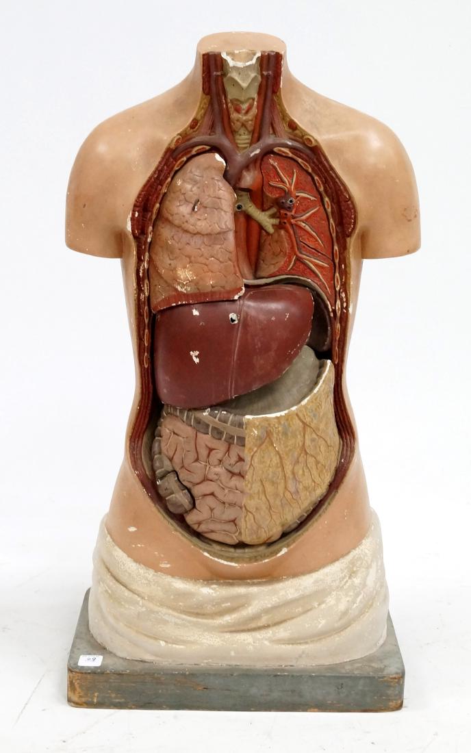 DENOYER-GEPPERT ANATOMICAL MODEL. HEIGHT 29" (1 of 3)