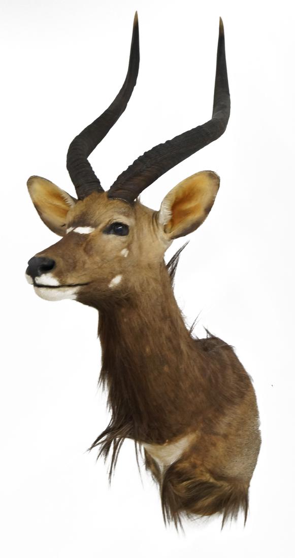 NYALA TAXIDERMY SHOULDER MOUNT. HEIGHT 45"; WIDTH 19" (1 of 2)