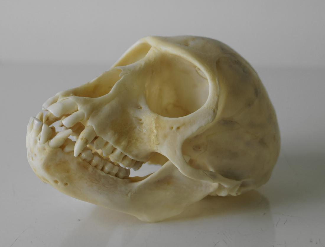 VERVET MONKEY SKULL. HEIGHT 3"; LENGTH 4" (1 of 3)