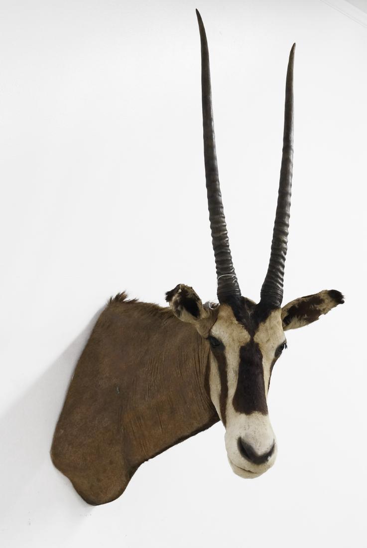 GEMSBOK TAXIDERMY MOUNT. HEIGHT 50" (IMPERFECTIONS) (1 of 2)