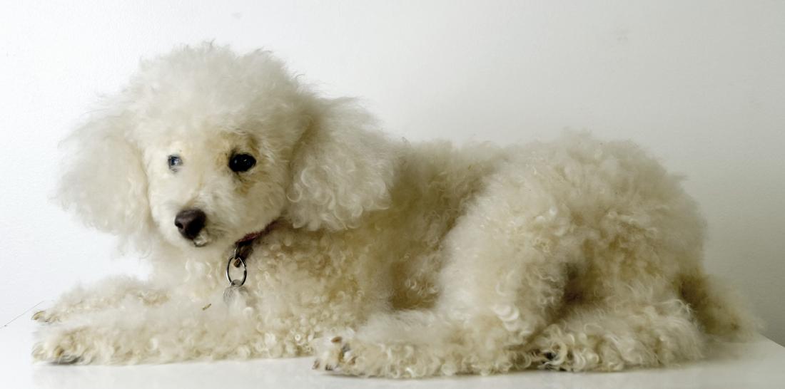 POODLE TAXIDERMY MOUNT, FULL BODY. LENGTH 22": POODLE TAXIDERMY MOUNT, FULL BODY. LENGTH 22"