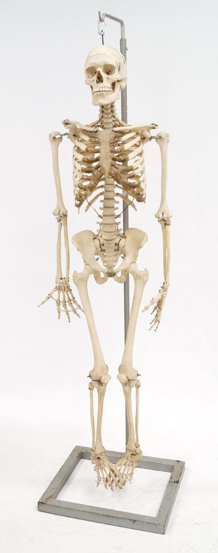 VINTAGE MEDICAL SCHOOL HUMAN SKELETON. HEIGHT 68" (1 of 1)