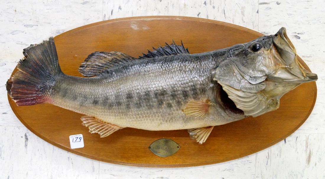 LARGE MOUTH BASS TAXIDERMY MOUNT, DATED 1959. LENGTH (1 of 1)