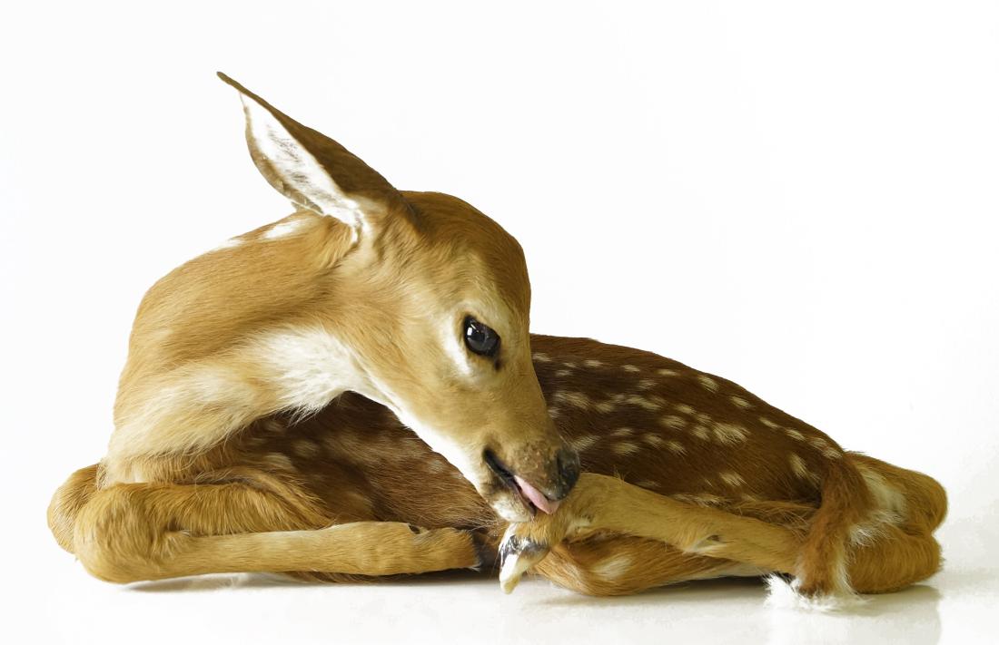 WHITE TAIL FAWN TAXIDERMY MOUNT. LENGTH 16" (1 of 1)