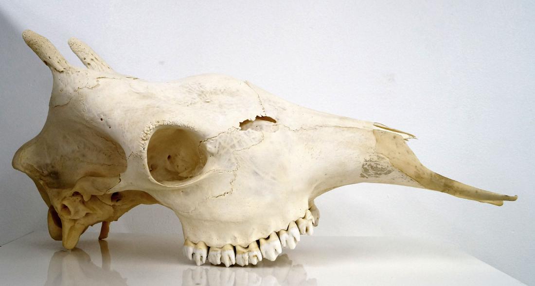 GIRAFFE SKULL. HEIGHT 11"; WIDTH 24" (IMPERFECTIONS) (1 of 2)