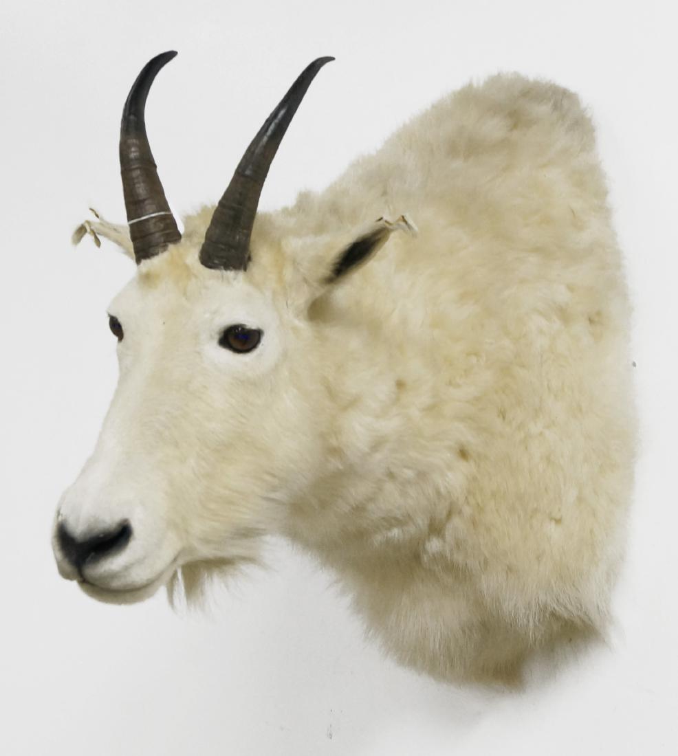 ROCKY MOUNTAIN GOAT TAXIDERMY MOUNT: ROCKY MOUNTAIN GOAT TAXIDERMY MOUNT. HEIGHT 24"
