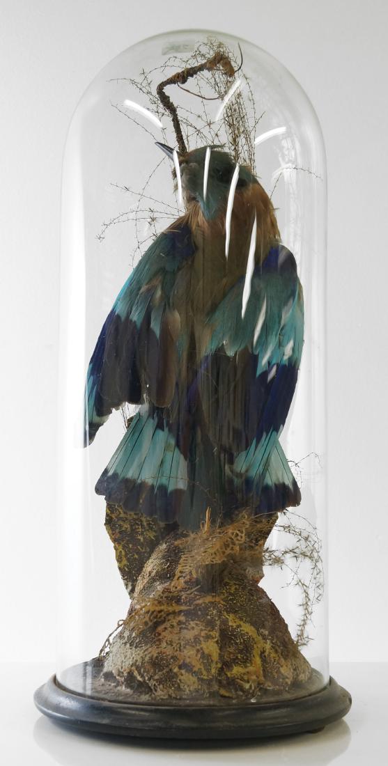 VICTORIAN INDIAN ROLLER TAXIDERMY MOUNT IN GLASS DOME. (1 of 4)