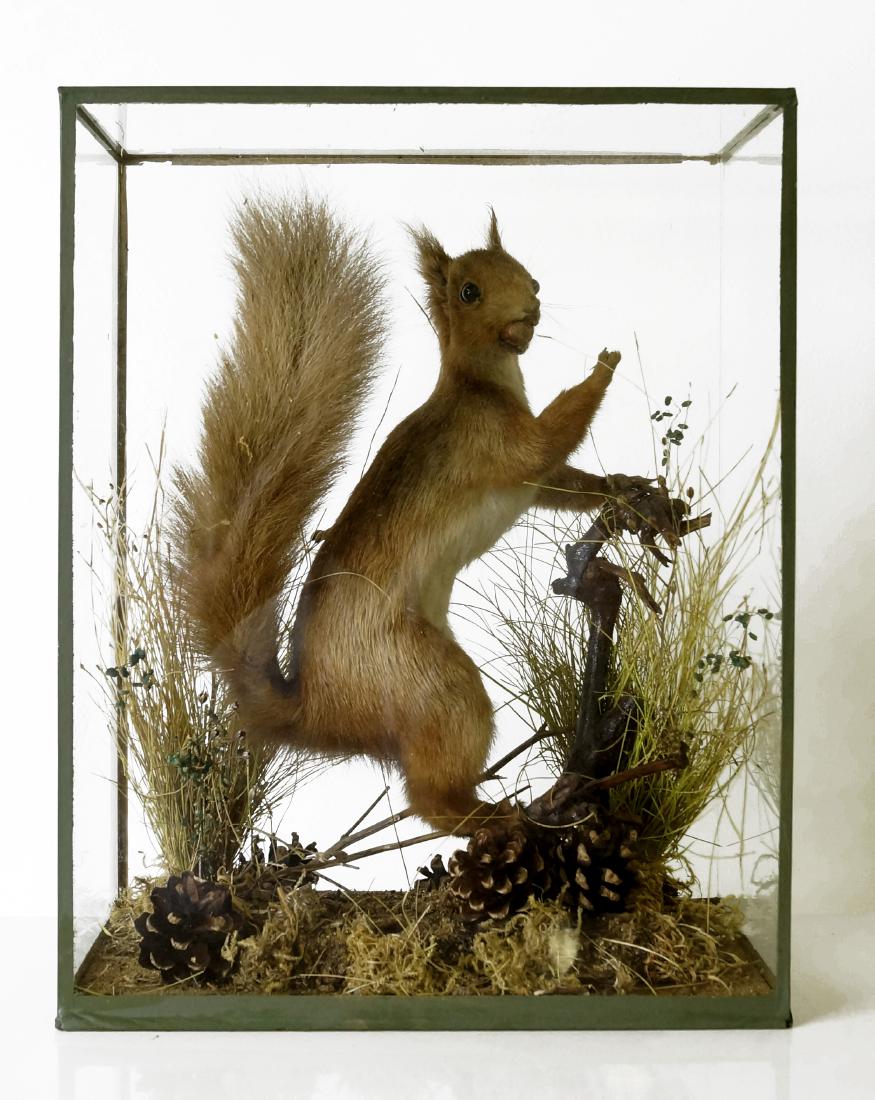 RED SQUIRREL TAXIDERMY MOUNT, BY ROWLAND WARD. HEIGHT (1 of 3)