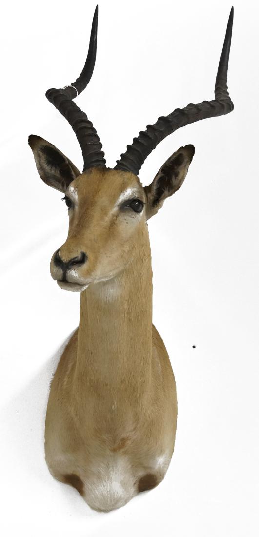 IMPALA TAXIDERMY MOUNT. HEIGHT 39" (1 of 2)