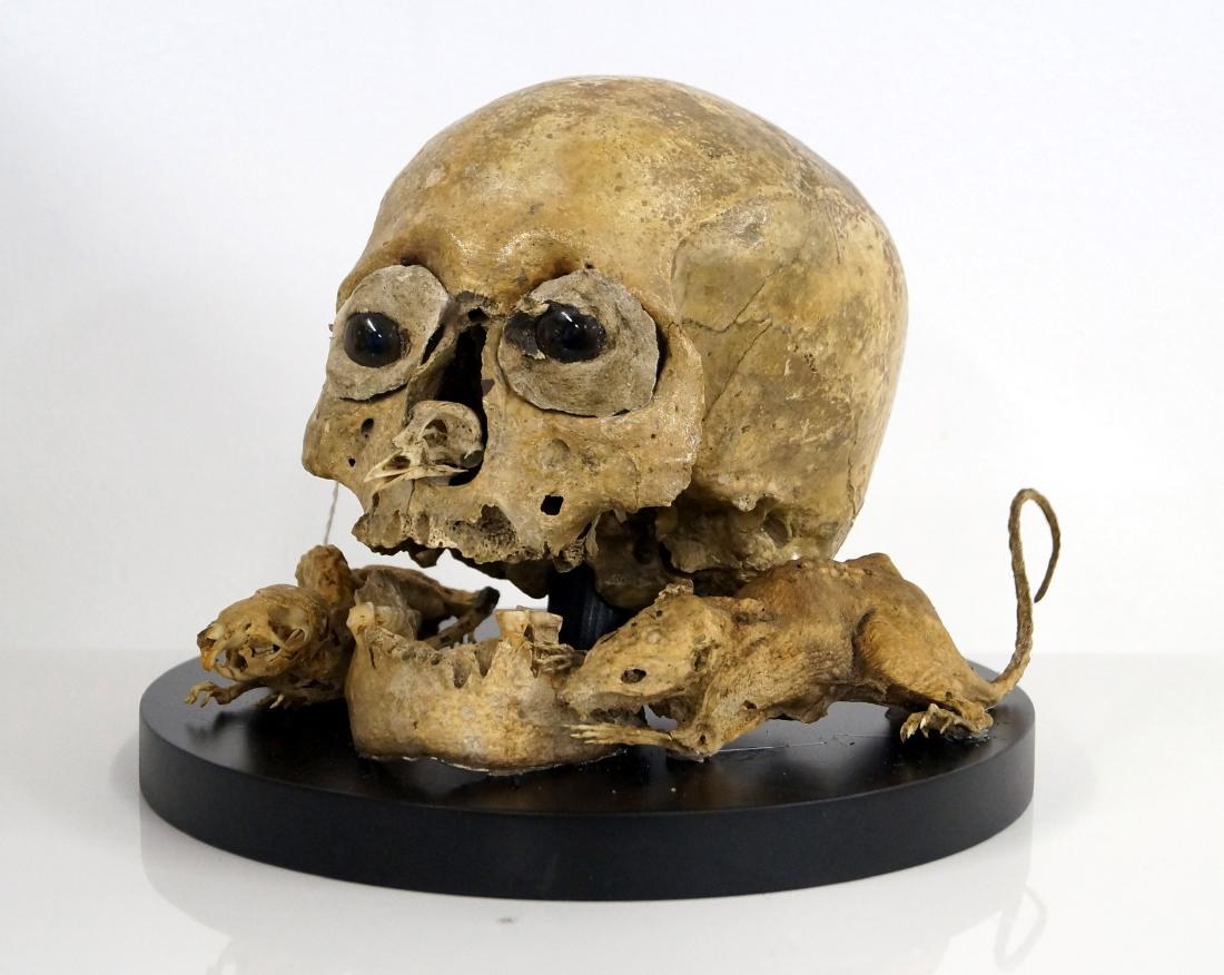 GROTESQUE HUMAN SKULL MOUNTED WITH RATS (1 of 3)