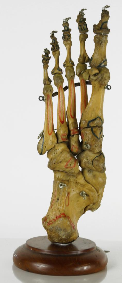 VINTAGE HUMAN FOOT DIDACTIC SKELETON MODEL. HEIGHT 11" (1 of 1)