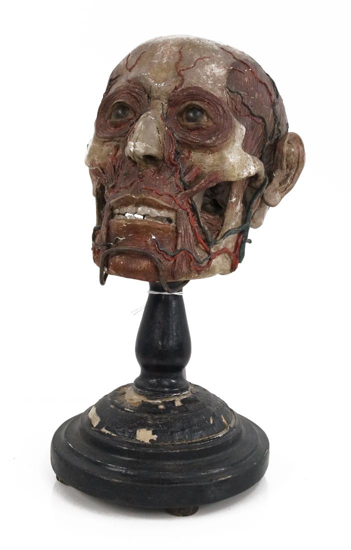 PLASTER ANATOMICAL MODEL OF HEAD ON STAND. HEIGHT 13" (1 of 2)