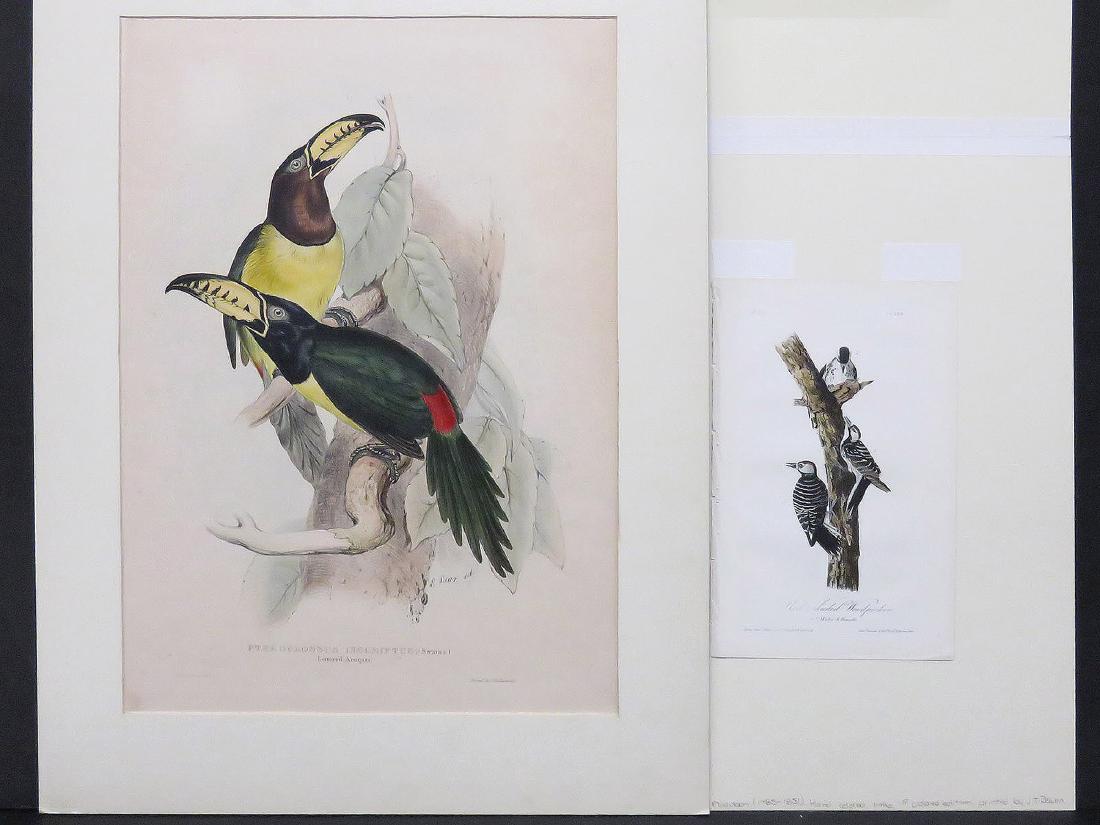 LOT (2) HAND COLORED LITHOGRAPHS, 19TH CENTURY (1 of 6)