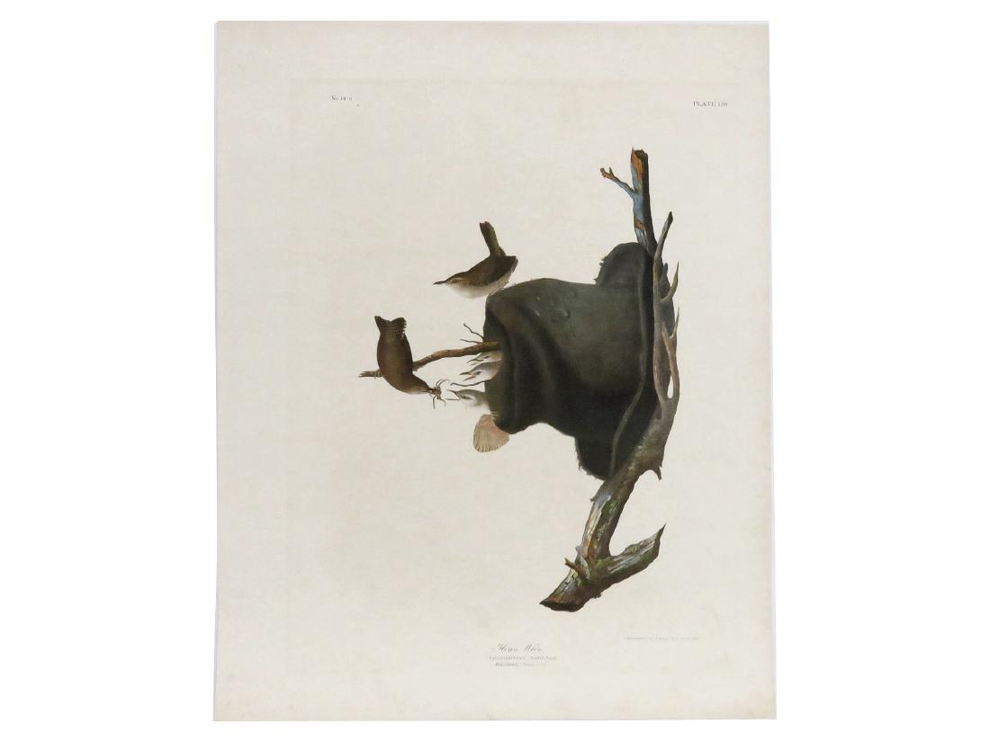 AFTER J.J. AUDUBON, CHROMOLITHOGRAPH, HOUSE WREN, PLATE (1 of 3)