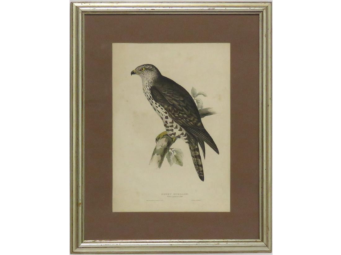 J&E GOULD COLORED LITHOGRAPH, HONEY BUZZARD, PUBLISHED (1 of 4)