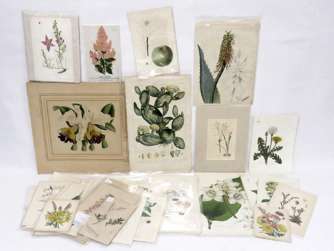 LOT (73) ASSORTED BOTANICAL, MUSHROOM AND FRUIT HAND (1 of 6)