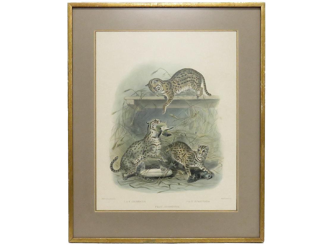 DANIEL GIRAUD ELLIOT (ENGLISH 1835-1915) FOLIO (1 of 5)