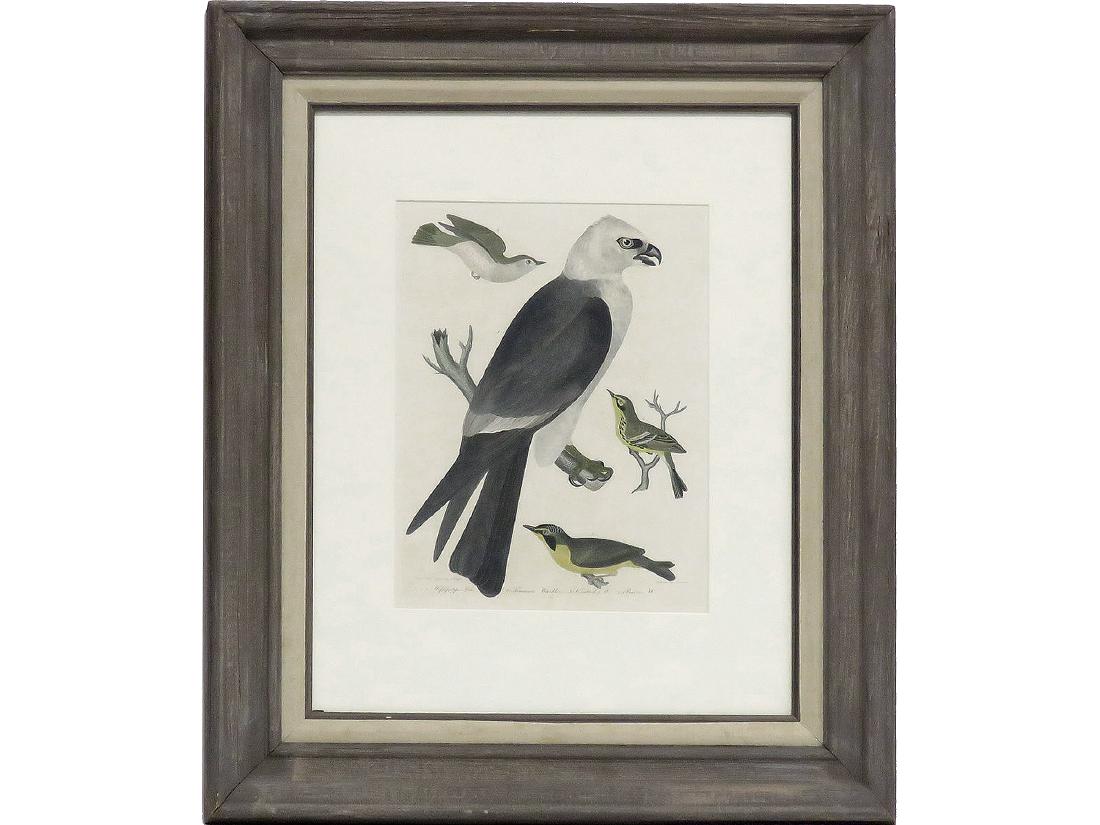 ALEXANDER WILSON HAND COLORED ENGRAVING, "THE (1 of 6)