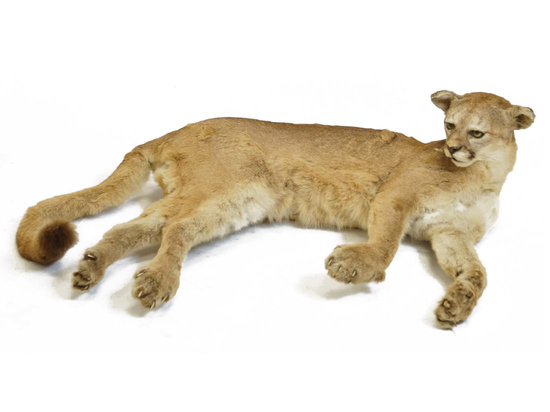 life size mountain lion stuffed animal