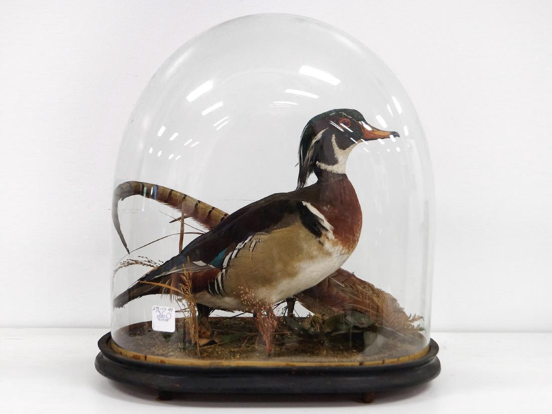 VICTORIAN WOOD DUCK TAXIDERMY MOUNT WITH GLASS DOME (1 of 1)