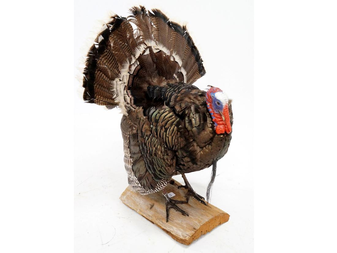 WILD TURKEY TAXIDERMY MOUNT. HEIGHT 39" (1 of 1)