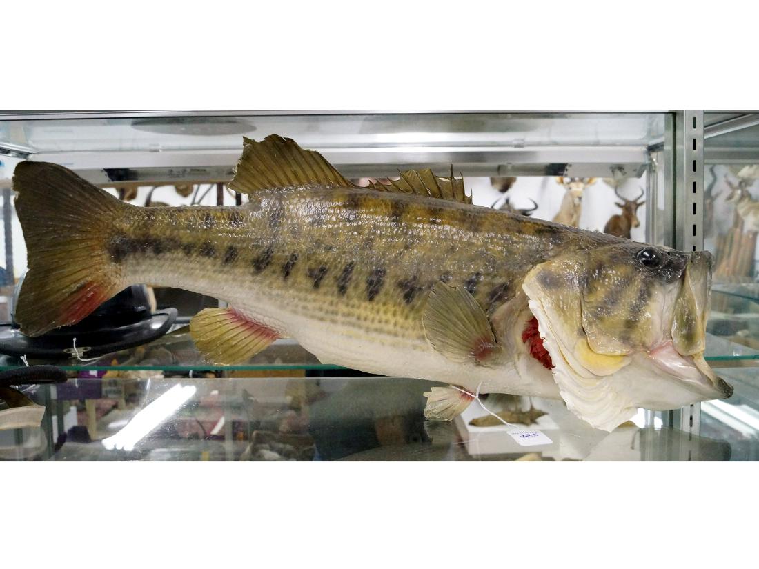 LARGE MOUTH BASS TAXIDERMY MOUNT. LENGTH 24" (1 of 1)