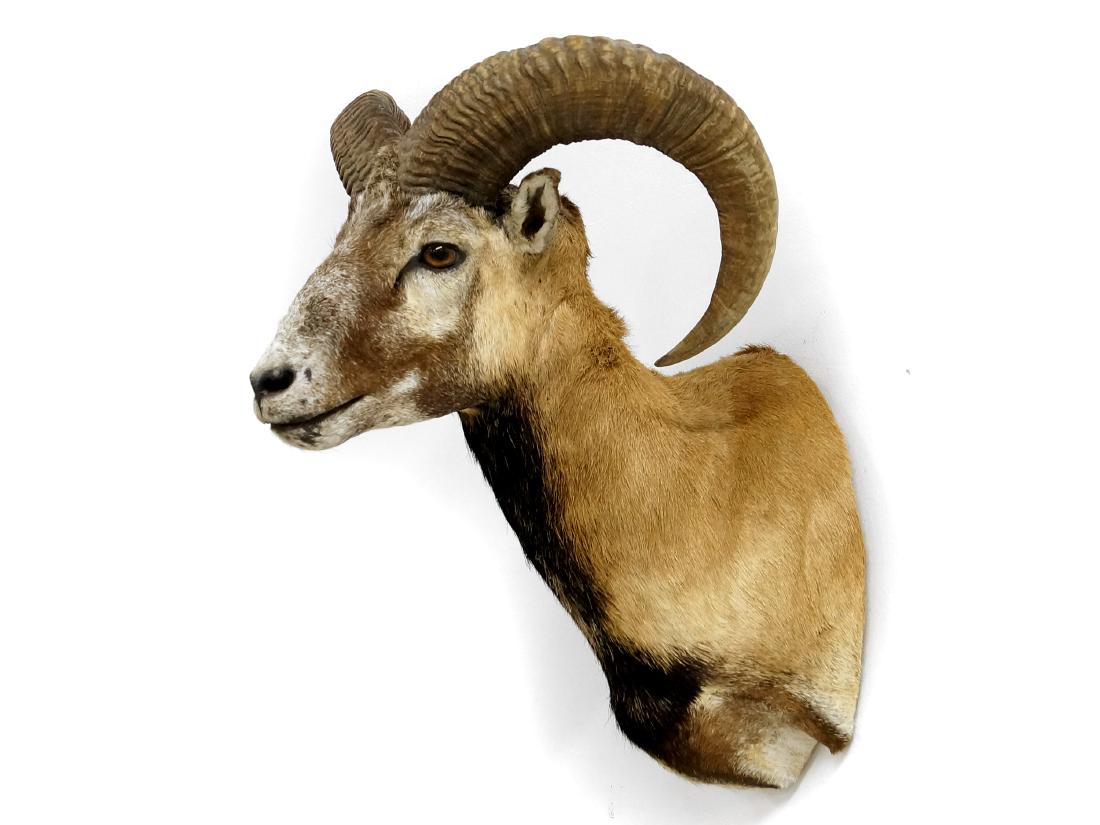 MUFFLON RAM TROPHY SHOULDER MOUNT. HEIGHT 25"; WIDTH (1 of 2)