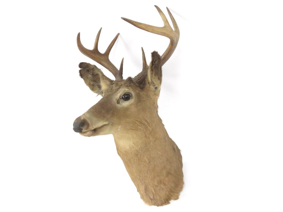 WHITE TAIL DEER HEAD MOUNT. HEIGHT 25"; WIDTH 16" (1 of 2)