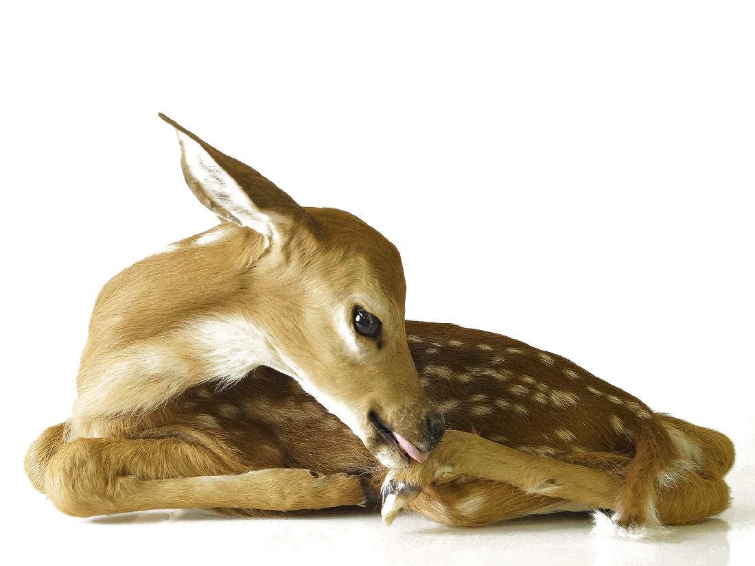 WHITE TAIL DEER FAWN FULL BODY MOUNT. LENGTH 16" (1 of 1)