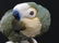 NYMPHENBURG PORCELAIN DECORATED GREEN PARROT. HEIGHT - 5