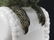 NYMPHENBURG PORCELAIN DECORATED GREEN PARROT. HEIGHT - 6