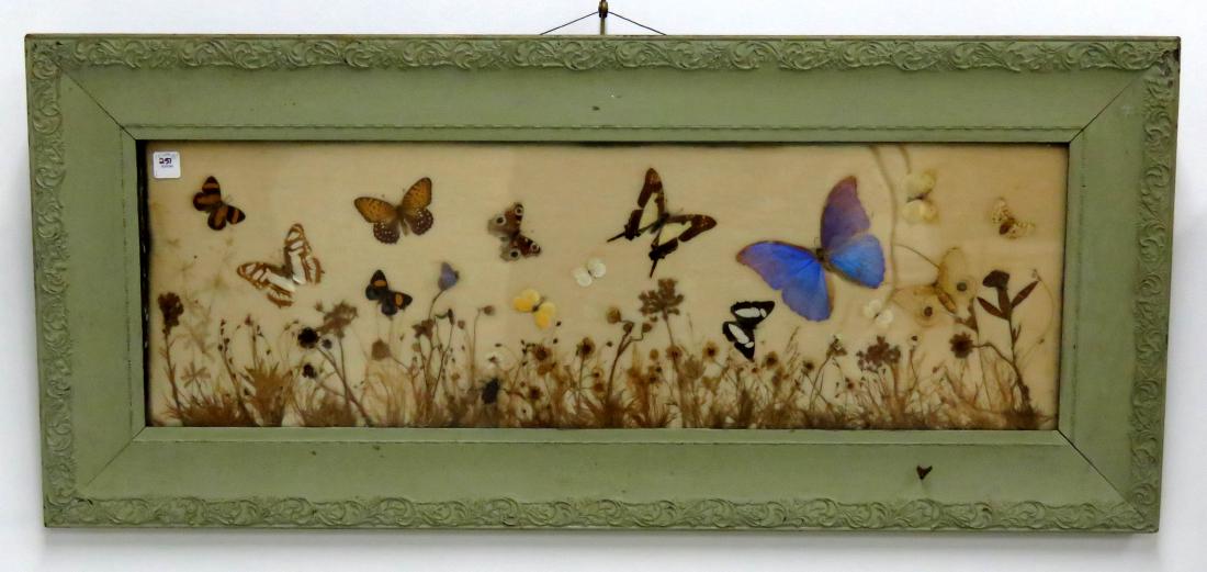 VINTAGE BUTTERFLY SPECIMEN FRAMED ART, RIKER'S LABEL (1 of 1)